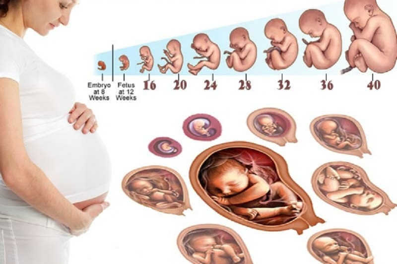 Những dấu hiệu thai 5 tuần phát triển bình thường