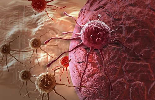Cây xạ đen có tác dụng ngăn ngừa, điều trị bệnh ung thư