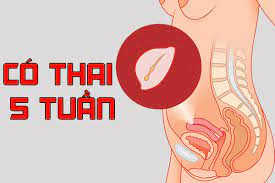 Thai 5 tuần siêu âm bụng có thấy không?