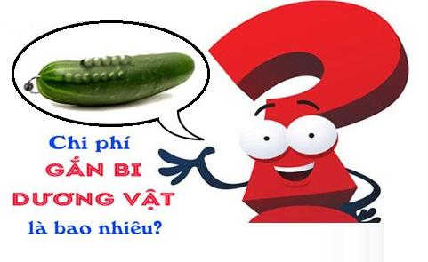 Chi phí gắn bi dương vật hết bao nhiêu tiền? [Mới nhất]