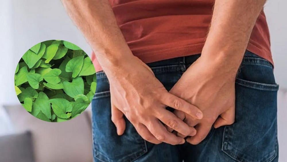7 cách chữa bệnh trĩ ở nhà bằng rau diếp cá hiệu quả nhanh chóng