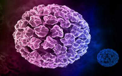 Virus HPV là gì? Con đường lây nhiễm và cách điều trị
