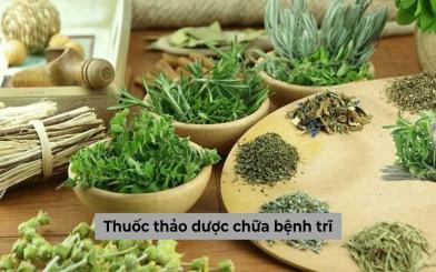 Thuốc thảo dược chữa bệnh trĩ cùng những thông tin bạn không nên bỏ lỡ