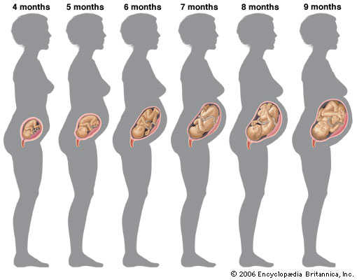Mang thai 3 tháng bụng to chưa – Kích thước tham khảo