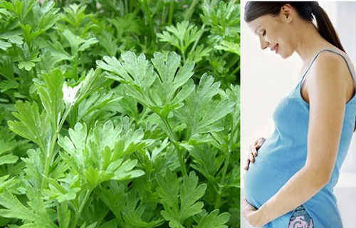 Phụ nữ có thai trong 3 tháng đầu không nên sử dụng lá ngải cứu