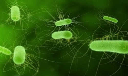 Vi khuẩn E.coli 