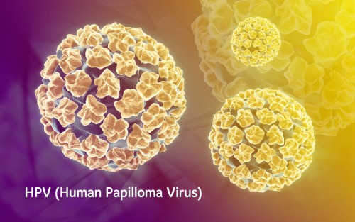 Virus HPV (Human papillomavirus) hình thành mụn cóc sinh dục 